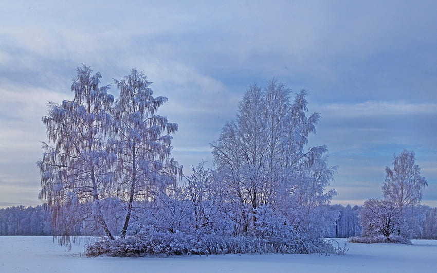 Зима, Природа, Дървета, Сняг, Слана, Слана HD тапет