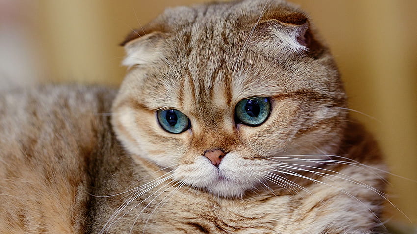 Scottish Fold Cat, Muzzle - Scottish Fold Blue Eyes HD wallpaper