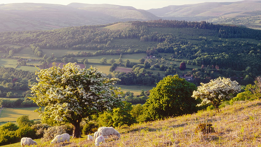 Stranded in paradise: a spring awakening amid the Welsh hills. Financial Times, Welsh Countryside HD wallpaper