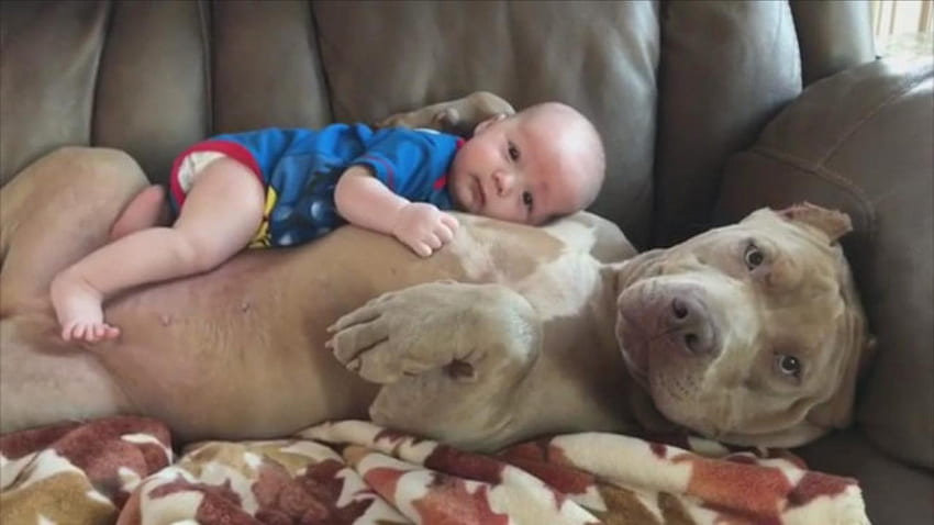 Pit Bull przytula się do małego chłopca w uroczym domowym wideo, Baby Pitbulls Tapeta HD