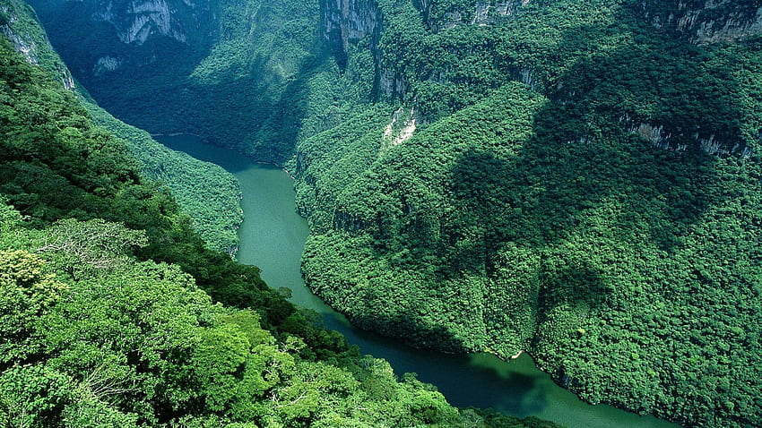Best Click of Amazon River in South America. , , . River, Amazon , America, Amazonas HD wallpaper