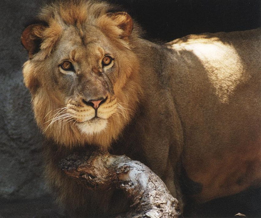 Leo The Lion, animal, cat, limb, lion HD wallpaper