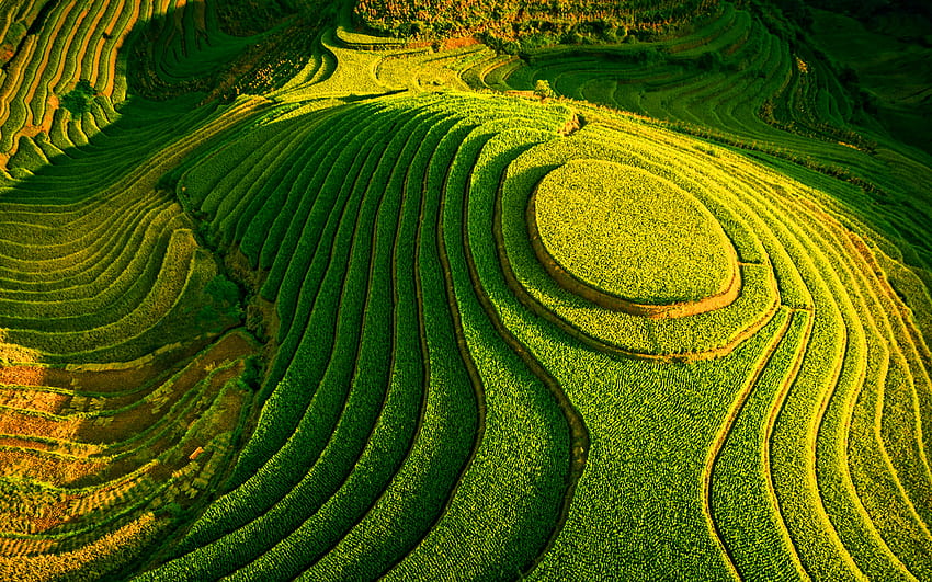 Vietnam, valle, campi di riso, coltivazione del riso, agricoltura, R, Asia, bellissima natura Sfondo HD