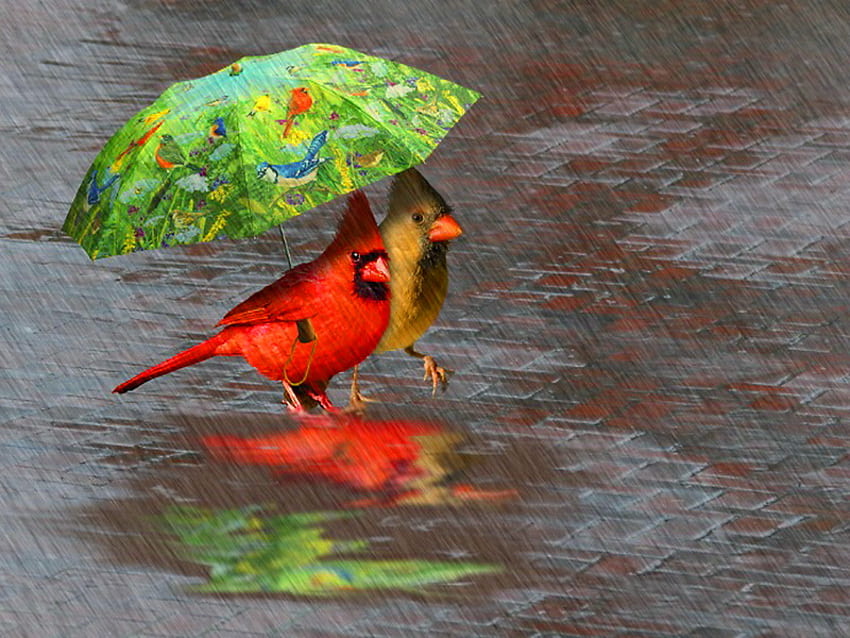 Априлски дъждове, чадър, душ, червено и кафяво, защита, пролет, кардинали HD тапет