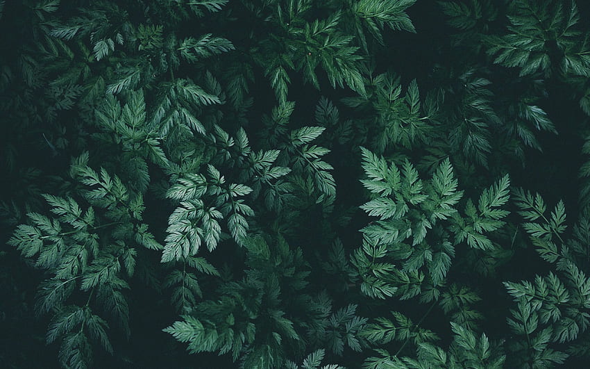 ใบไม้ สีเขียว มืด พืช พิเศษ 16:10 พื้นหลัง วอลล์เปเปอร์ HD