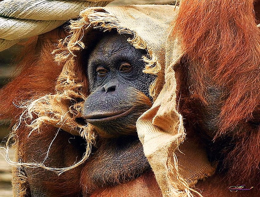 Tapis rouge prêt, primate, voile de jute, mignon, cheveux roux, orang-outan Fond d'écran HD