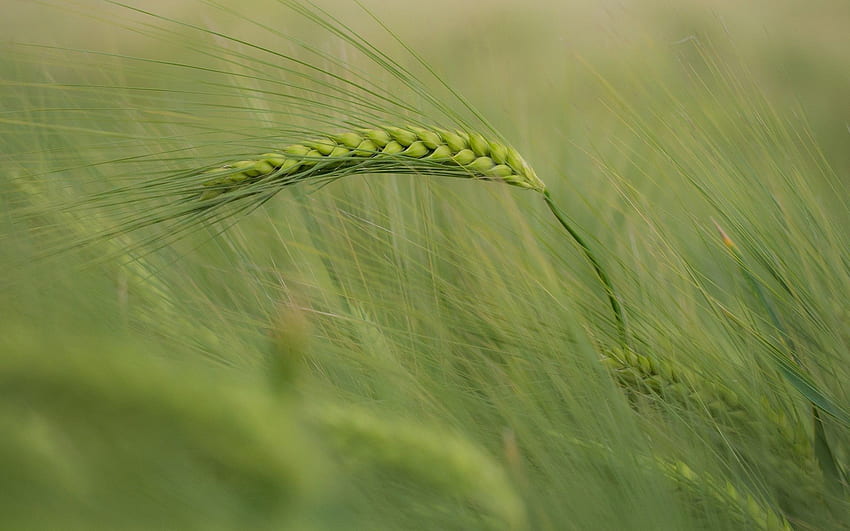 Grass, Macro, Wind, Spikelet HD wallpaper