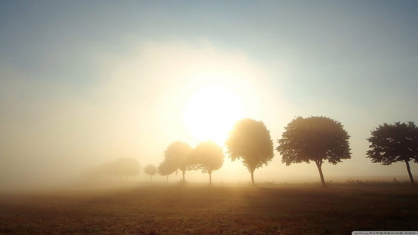 Drzewa w porannej mgle, scena, upadek, kraj, wschód słońca, drzewo, mgła, świt, mgła, pole, jesień, natura, słońce, zachód słońca Tapeta HD