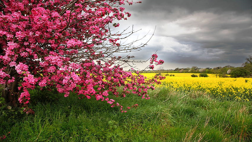 Floral Tree and Yellow Mustard Field in Colorado, grass, ground, tree, pink, field, green, yellow, clouds, nature, sky, blossom HD wallpaper