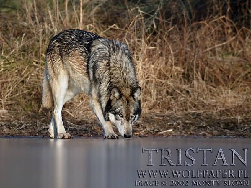 Tristan sniffing the ice, wolves, pups, tristan, wolf pups, ice HD wallpaper