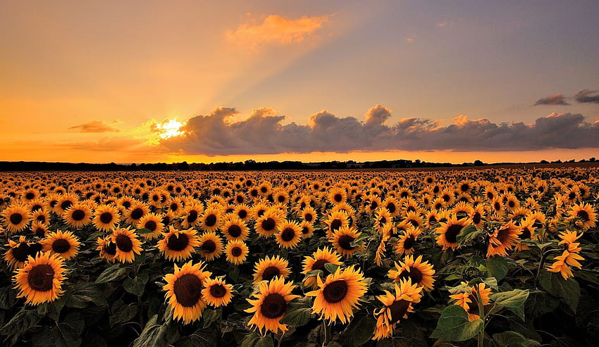 Jahre und 20 Lektionen. Sonnenuntergangslandschaft, Sonnenblumensonnenuntergang, Naturgraphik, Vintager Sonnenblumensonnenuntergang HD-Hintergrundbild