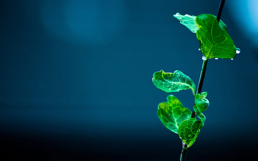 Chilly Twig, blue, leaves, chilly, raindrops, green, dew, twig HD wallpaper
