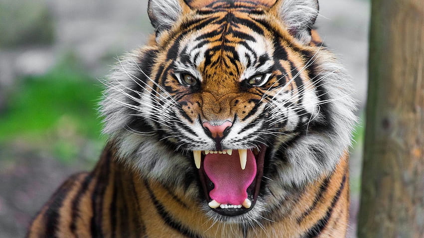 Тигърски рев, ревящ тигър HD тапет