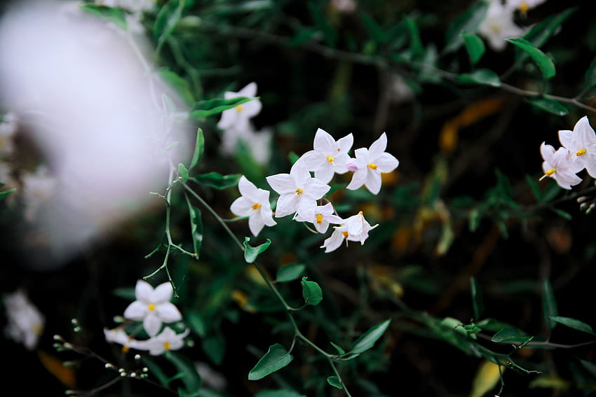 ดอกไม้ กลีบดอก กิ่งก้าน วอลล์เปเปอร์ HD