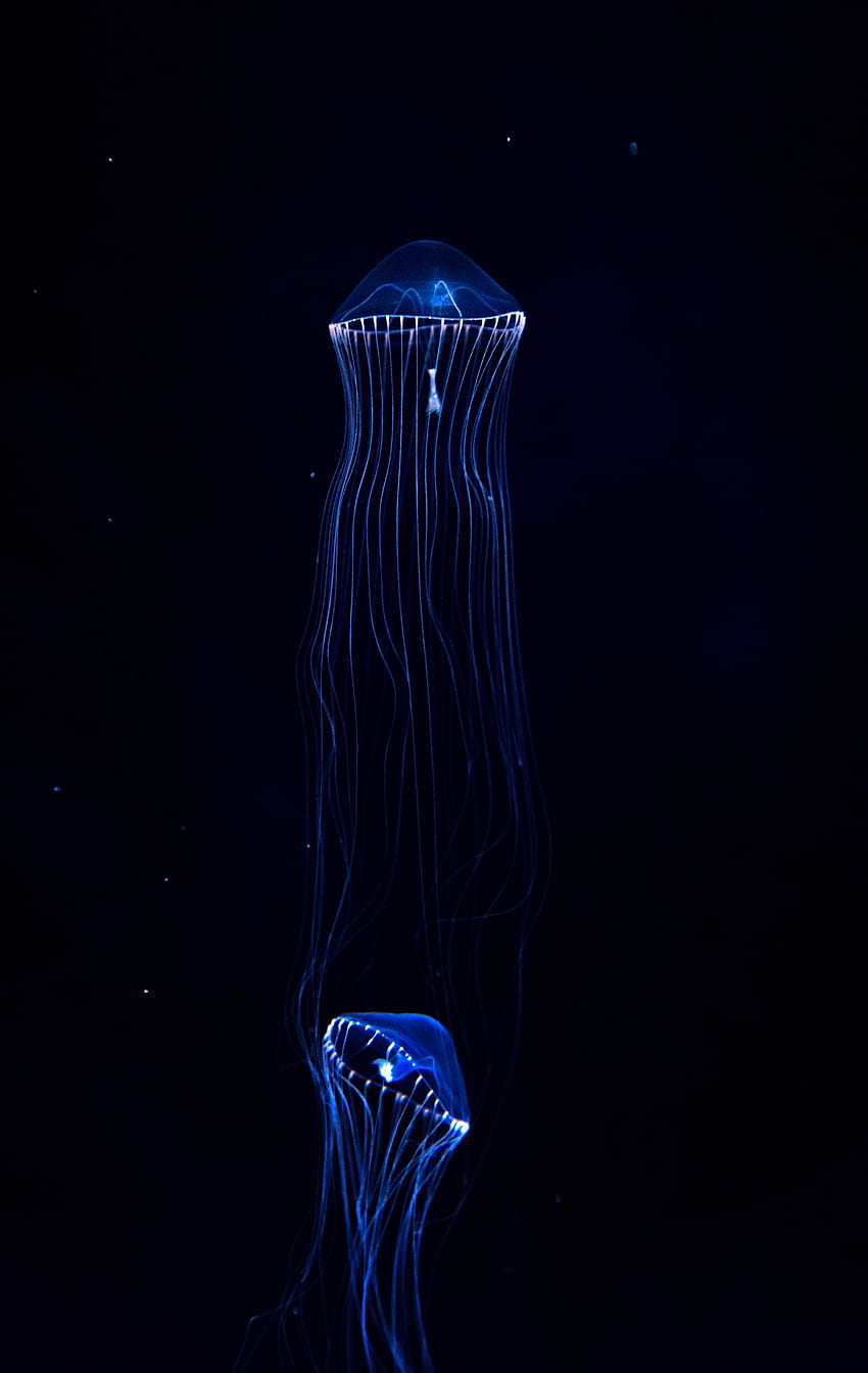 해파리, 어둠, 수중 세계, 촉수 HD 전화 배경 화면