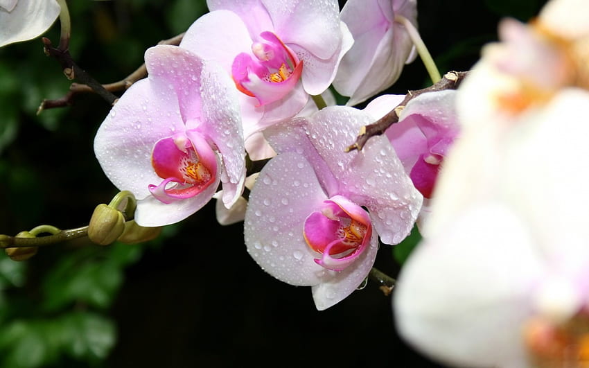 Belles orchidées, roses, belles, nature, fleurs, orchidées Fond d'écran HD