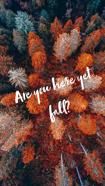 ✓[5 Hello Autumn Aesthetic, aesthetic peach HD phone wallpaper