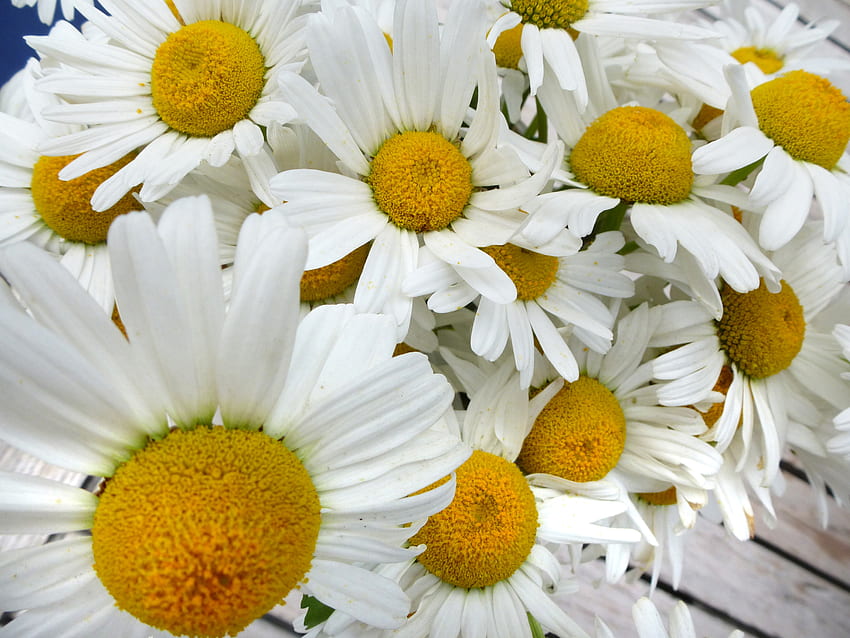 Stock 12921 Bunch of Picked Daisies on Outdoor Patio Table. live, Rustic Daisy HD wallpaper
