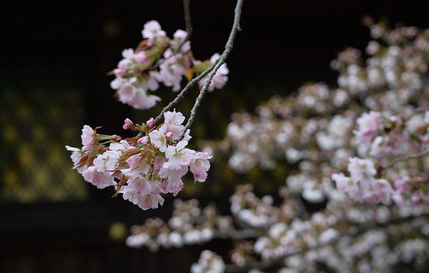 Japan, blurred background, Blurry Spring HD wallpaper | Pxfuel