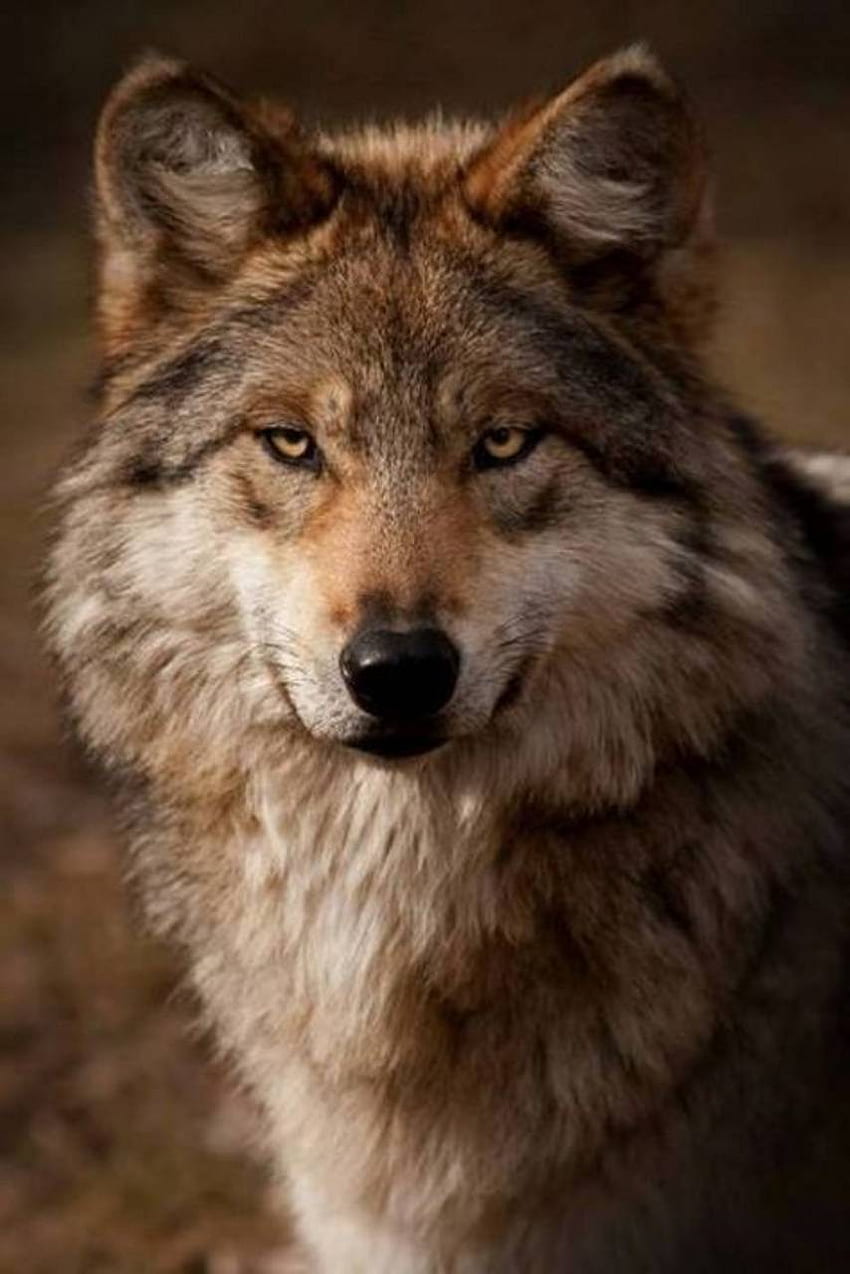 lupo, faccia di lupo arrabbiato Sfondo del telefono HD