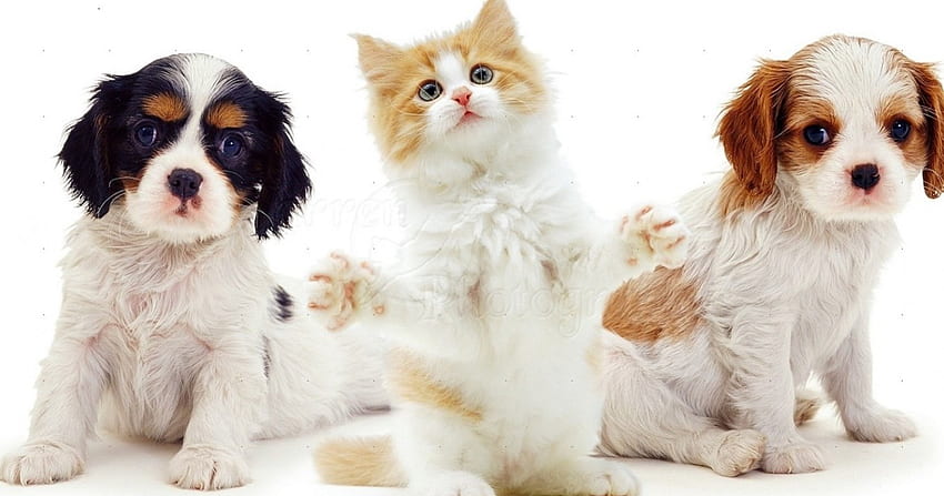 cute puppies and kitten, kitten, animals, puppies, cute, cat HD wallpaper