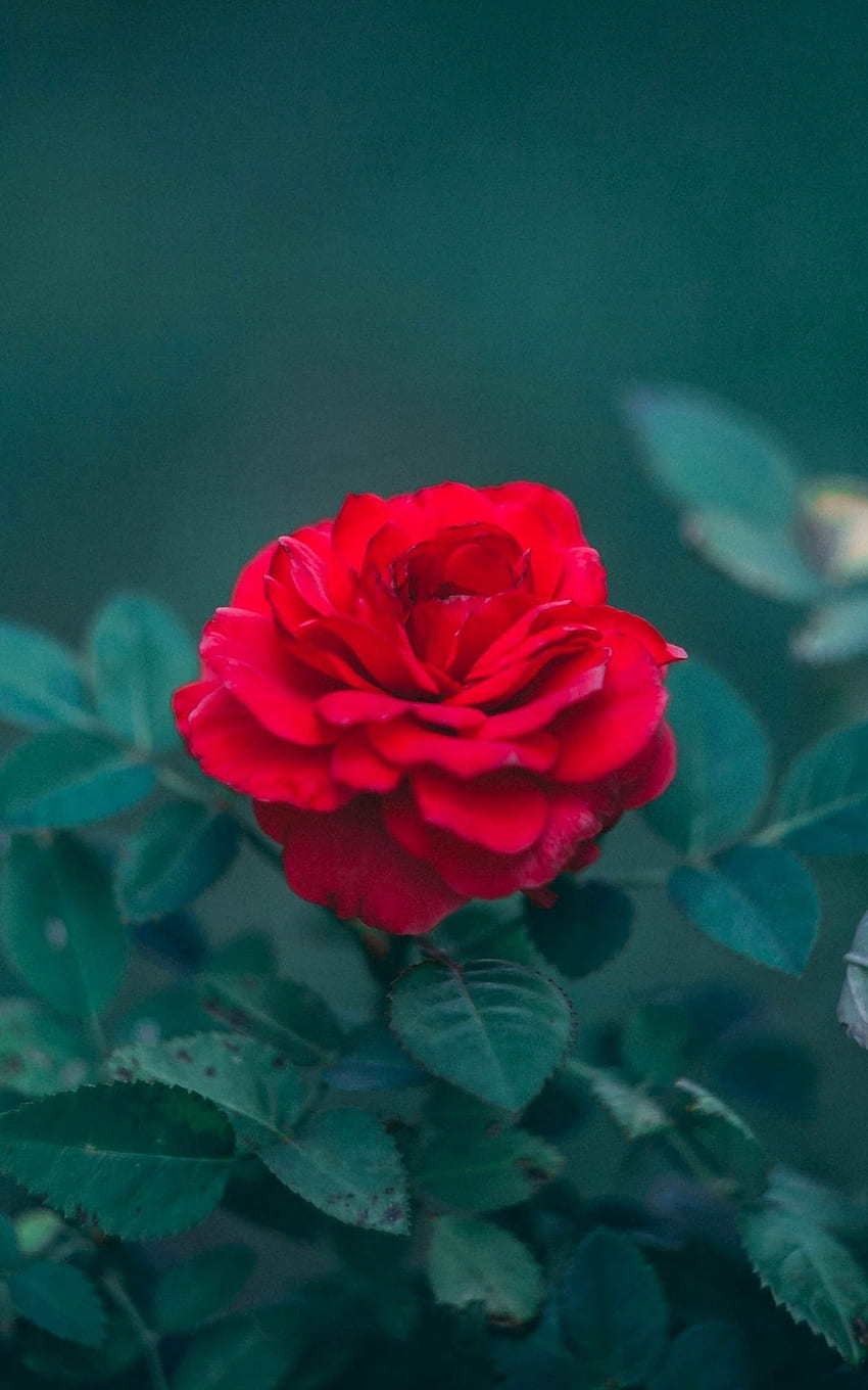장미 봉오리 붉은 부시 흐림 잎 아름다운 꽃, 붉은 꽃 미학 HD 전화 배경 화면