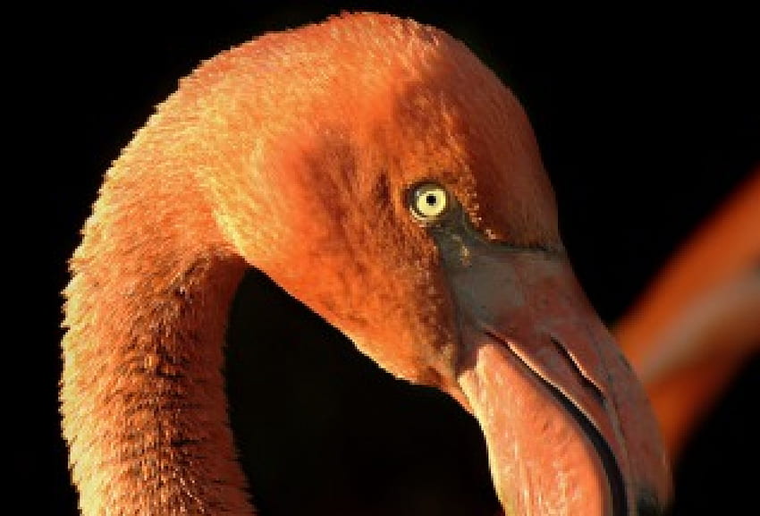 flamingo, pássaros, viena, flamingos, jardim zoológico papel de parede HD