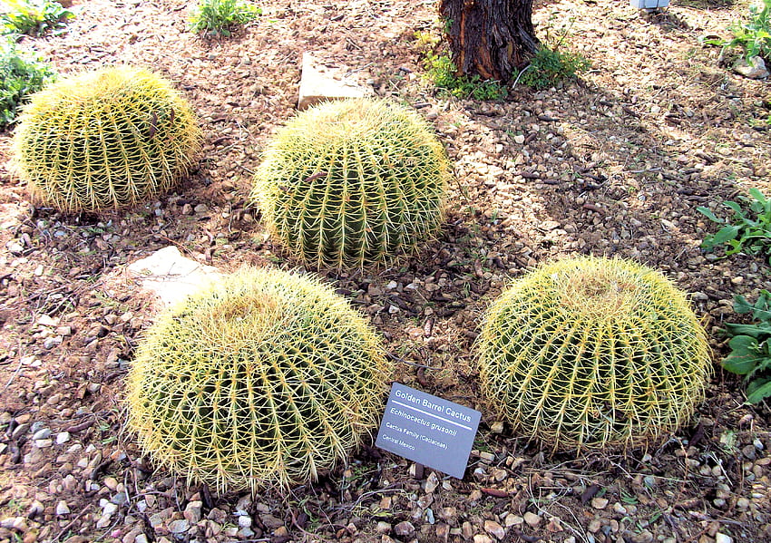 Golden Barrel Cactus, Arizona, Phoenix, Papago Park, пустинна ботаническа градина, кактус HD тапет