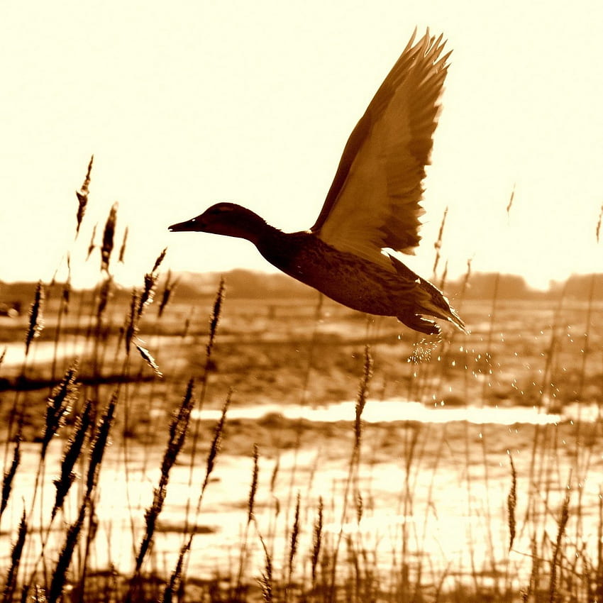 duck, lake, grass, flying ipad, ipad, Flying Ducks HD phone wallpaper