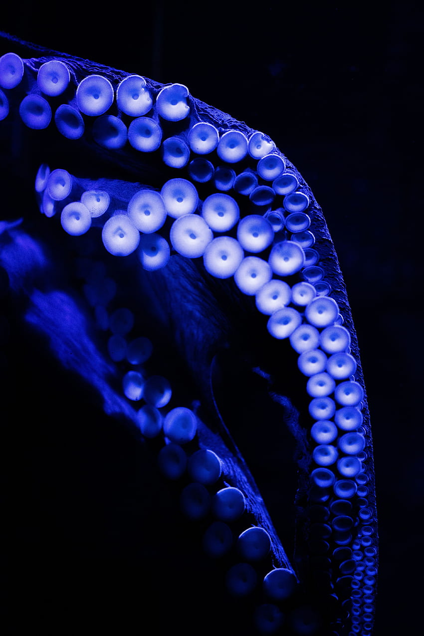Octopus, Macro, Dark, Close-Up, Tentacles HD phone wallpaper