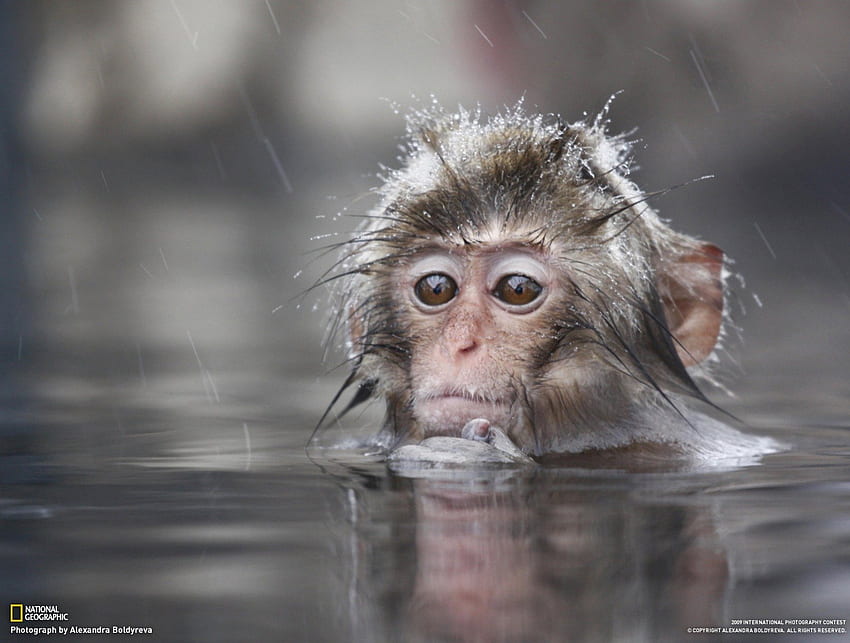YOUNG MONKEY COOLING OFF, animal, monkey, primate, graphy HD wallpaper