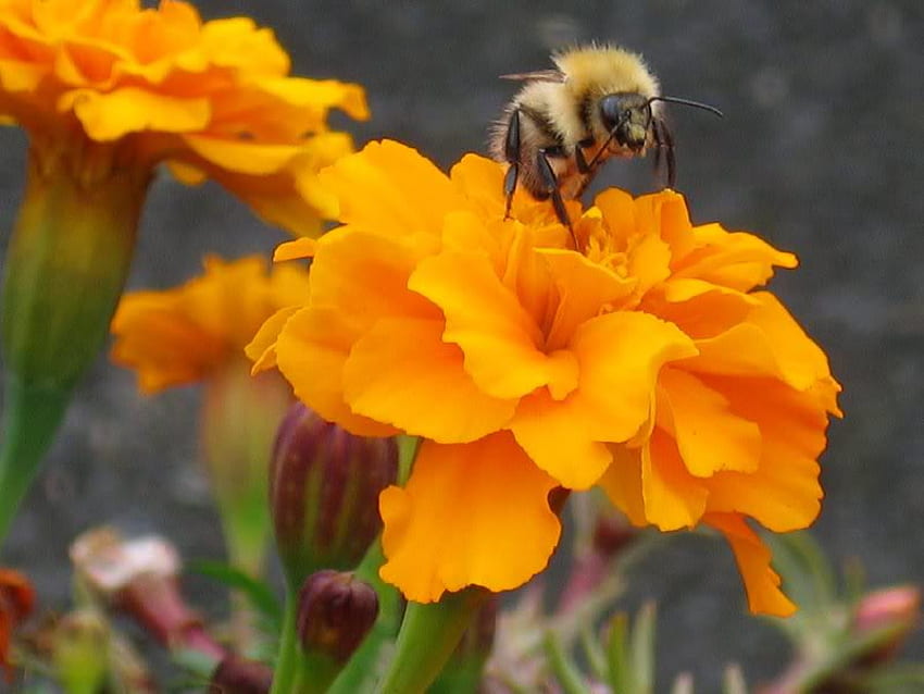Anhalten für einen kleinen Vorgeschmack, Ringelblume, Stängel, Biene, Blume HD-Hintergrundbild