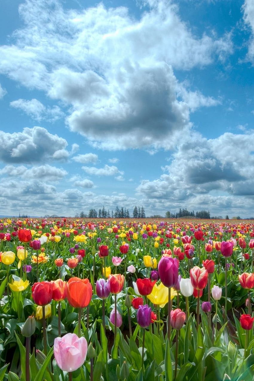 tulipani, fiori, campo, cielo, Tulip Fields Sfondo del telefono HD