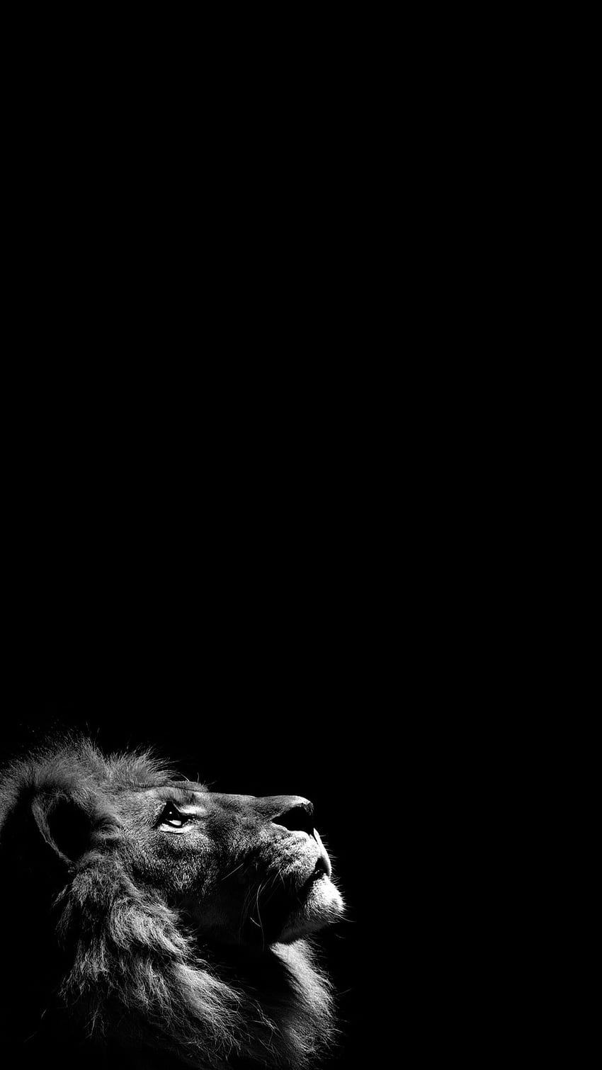 Dark - my site. Lion iphone, iPhone graphy, Black iphone, 1440X2560 Black and White HD phone wallpaper