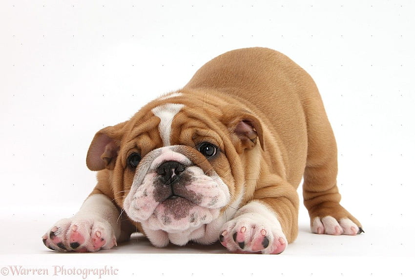 Cute Bulldog Puppies Cute bulldog p [] for your , Mobile & Tablet. Разгледайте сладък булдог. Кученце булдог, сладки английски булдог HD тапет