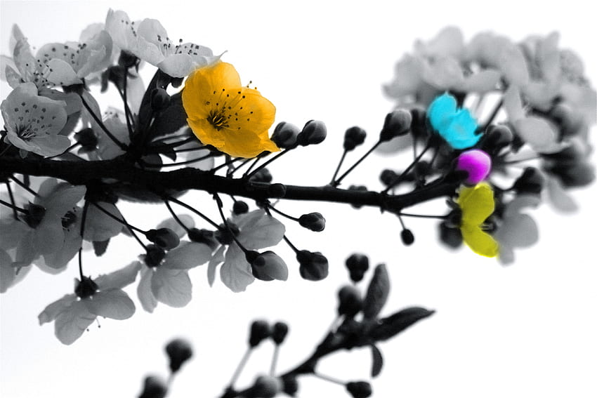 Flowers, Multicolored, Motley, Bloom, Flowering, Branch, Bw, Chb HD wallpaper