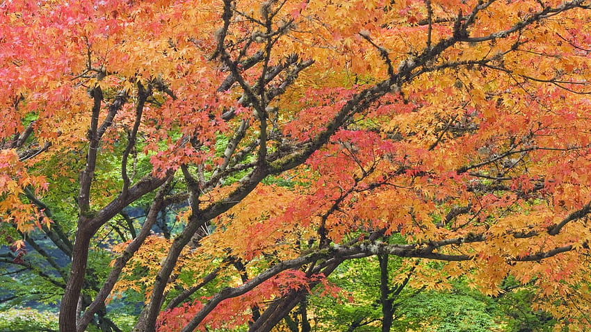 japonés, encantador, otoño, paz, dual, mac, jardín fondo de pantalla