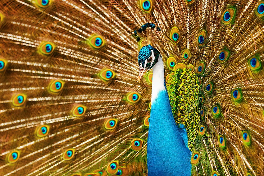 Peacock, pasari, paun, blue, bird, nature, orange HD wallpaper | Pxfuel