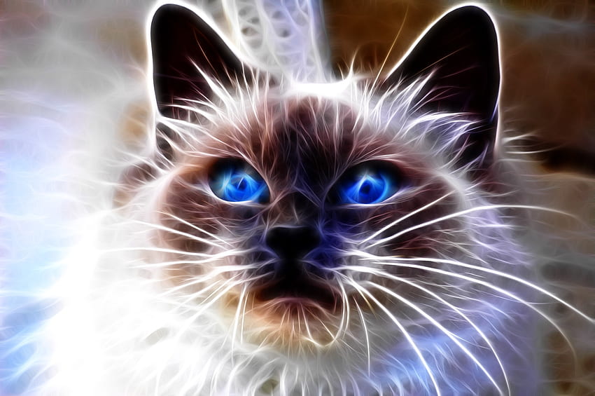 Abstract, Cat, Muzzle, Sight, Opinion, Blue Eyed, Blue-Eyed HD wallpaper