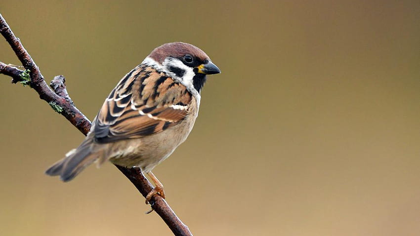 Brown Black White Sparrow Bird Is Standing On Plant Stalk In Blur Background Birds HD wallpaper
