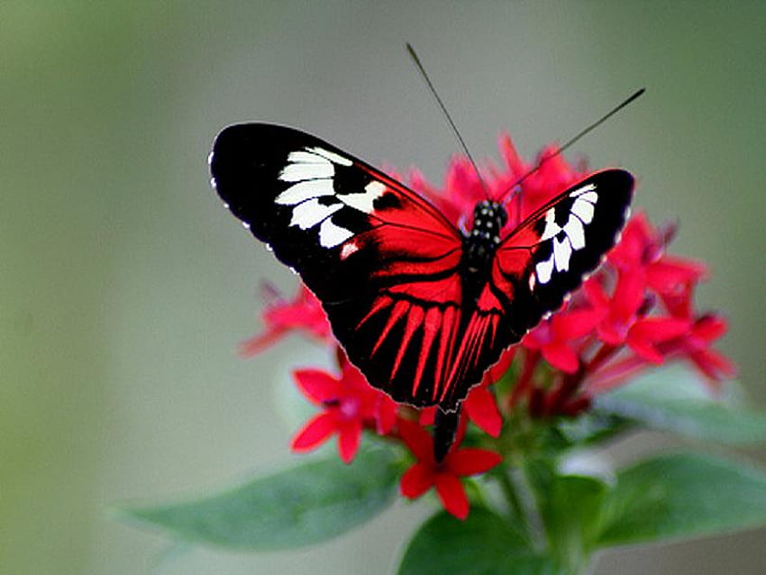 Red beauty, white, black, butterfly, red, red flower HD wallpaper