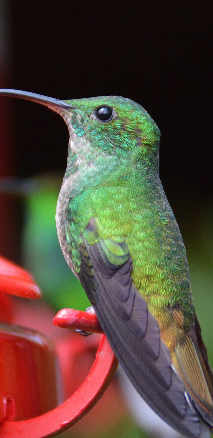 Small, cute, hummingbird . Birds HD phone wallpaper