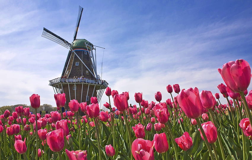 field, mill, tulips, Netherlands, Holland for , section цветы, Holland Flowers HD wallpaper