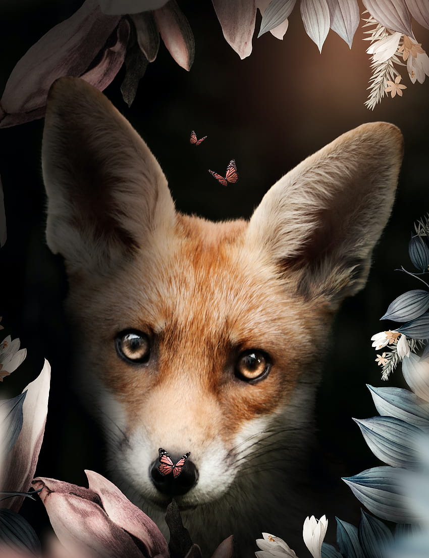 Fleur De Lys, Juniper Fox HD phone wallpaper