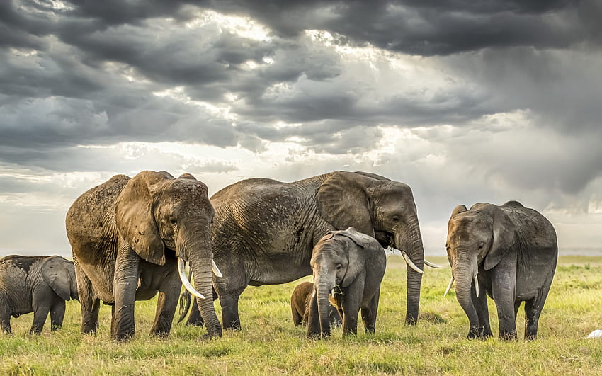 elefanti, fauna selvatica, sera, tramonto, famiglia di elefanti, piccolo elefante, Africa Sfondo HD