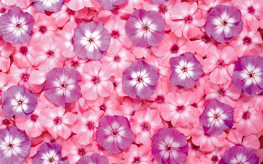 flores, lila, rosa, brillante, púrpura, pequeño fondo de pantalla