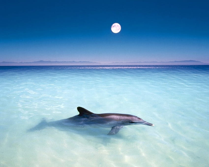 i delfini sono mammiferi marini, delfini, animali Sfondo HD