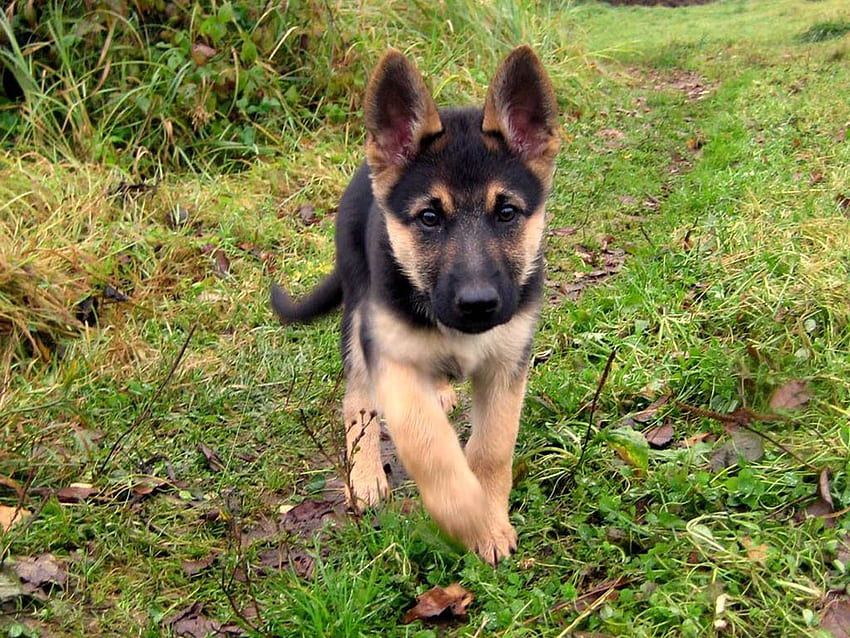 German Shepherd Puppy With Of Puppies High HD wallpaper | Pxfuel