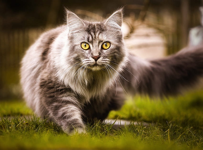 Feline, furry animal, cat, starring HD wallpaper