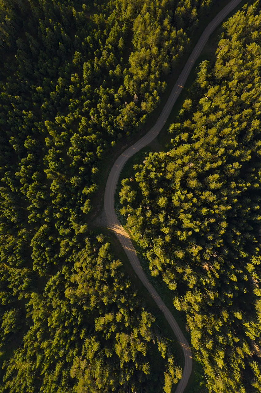 Nature, Trees, View From Above, Road, Forest, Winding, Sinuous HD phone wallpaper